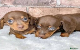 Miniature Dachshund dogs for sale: Beautiful daschund puppies for sale  - Image 5