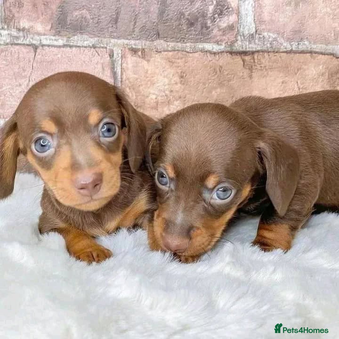 Miniature Dachshund dogs for sale: Beautiful daschund puppies for sale  - Image 5