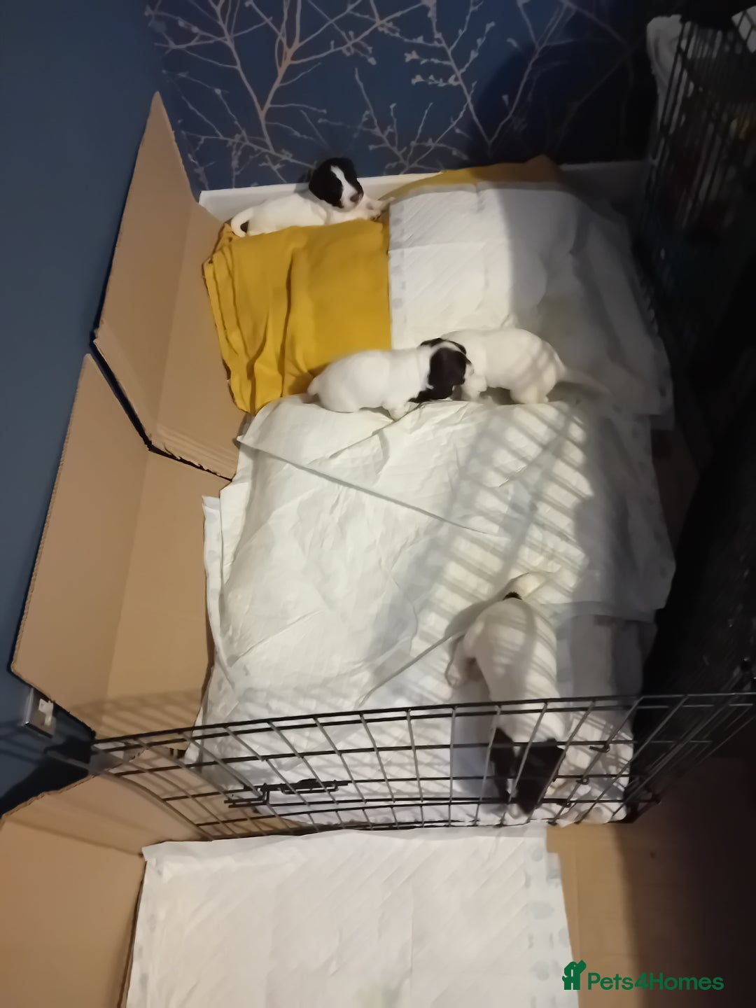 English Springer Spaniel dogs for sale: English Springer Spaniel  - Image 2