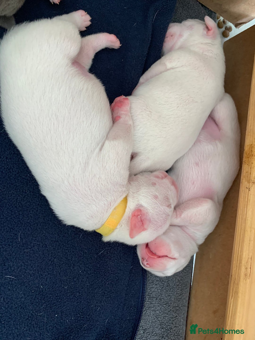 Staffordshire Bull Terrier dogs for stud: Amazing Staffordshire Bull Terrier for Stud   - Advert 15