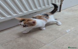 Domestic Shorthair cats for sale: two adorable kittens are looking for a home. - Image 9