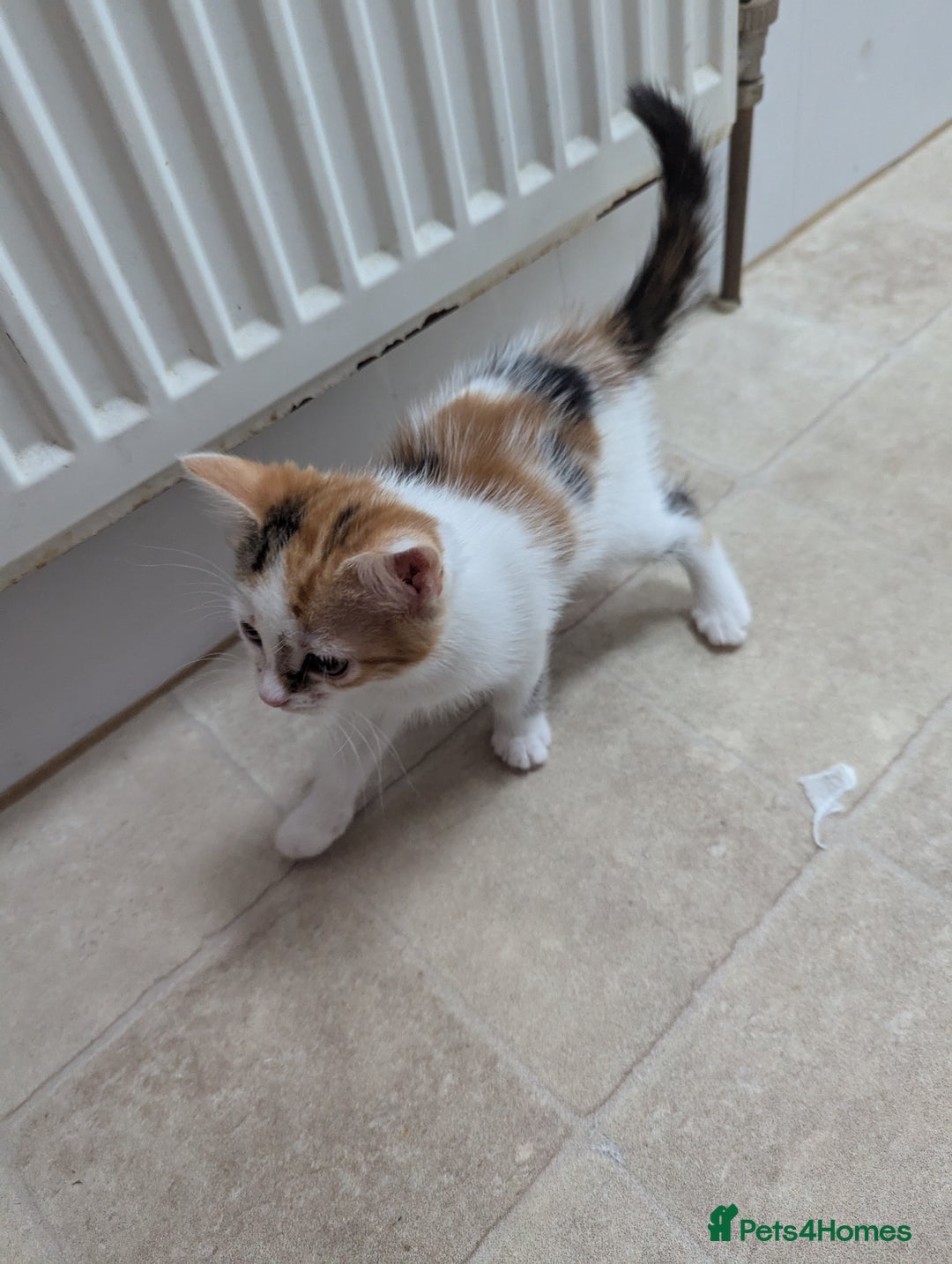 Domestic Shorthair cats for sale: two adorable kittens are looking for a home. - Image 9
