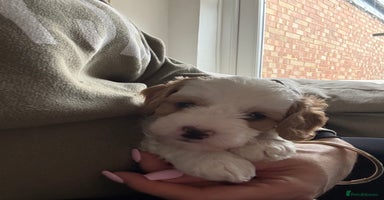 Cockapoo dogs 🐾 Adorable F2 Cockapoo Puppies! 🐾 - Advert 6