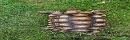 Tortoise reptiles for sale: Male sulcata  - Advert 5