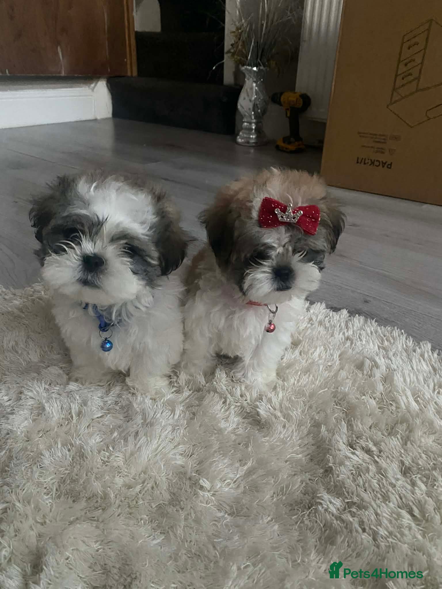 Malshi dogs ONLY 2 MINI MALSHI PUPPIES LEFT For Sale - Advert 2