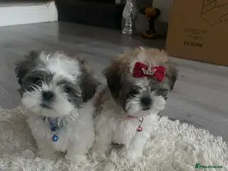 Malshi dogs ONLY 2 MINI MALSHI PUPPIES LEFT For Sale - Advert 2