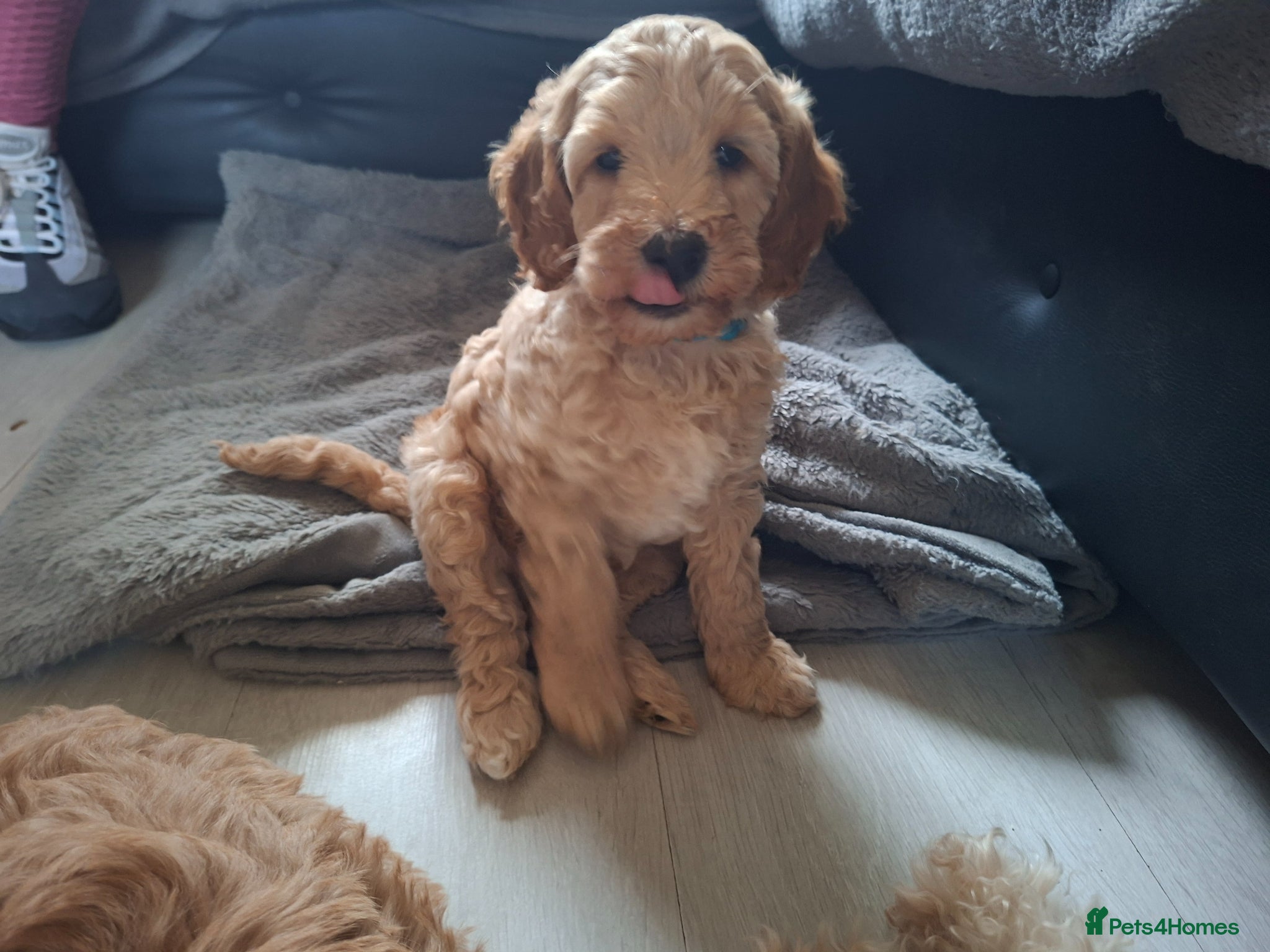 Cavapoo dogs Cavapoo pups  - Advert 17