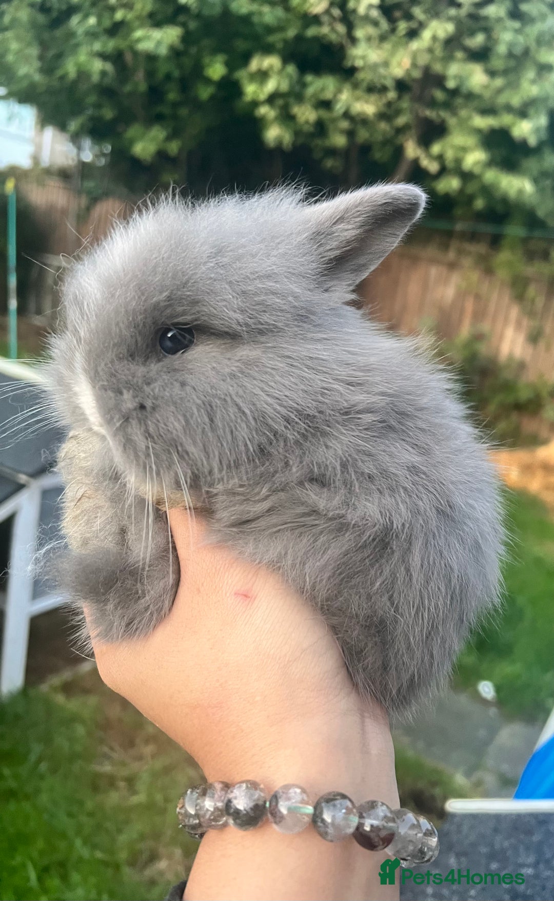 Angora rabbits for sale: Rabbits for adoption - Urgent - Image 4