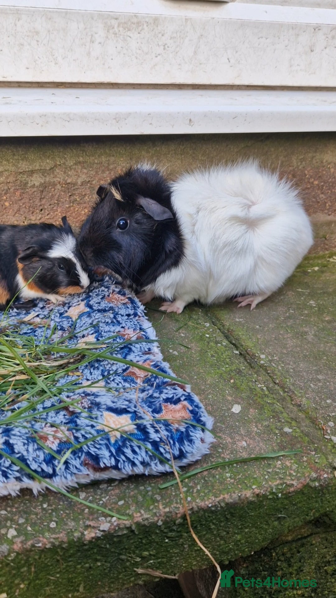 Guinea Pig rodents Abbysian female / wont be ready till 29th march 26 - Advert 8