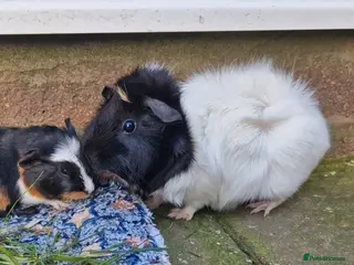 Guinea Pig rodents Abbysian female / wont be ready till 29th march 26 - Advert 1