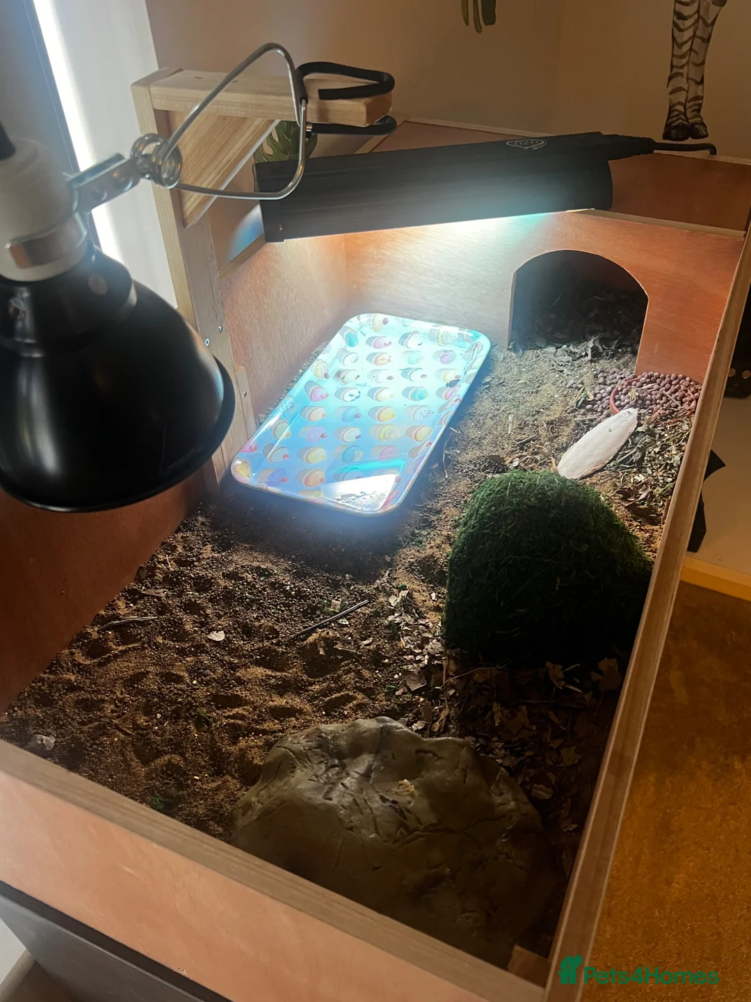 Hermann Tortoise reptiles for sale: Russian Harefield Tortoise + Vivarium Set Up - Advert 2