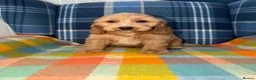 Cockapoo dogs for sale: Stunning Cockapoo's READY NOW  - Advert 7