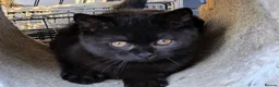 British Shorthair cats for sale: Affectionate British shorthair kitten  - Advert 1