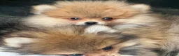 Pomeranian dogs for sale: 13 weeks Teddy bear face Pomeranian male puppies  - Advert 18