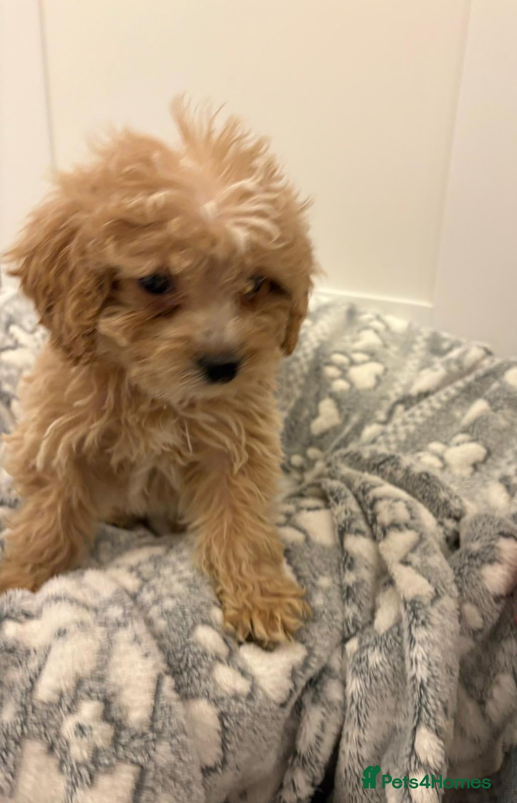 Cockapoo dogs Cockapoo pups  - Advert 15