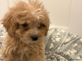 Cockapoo dogs Cockapoo pups - Advert 1