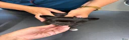 Chihuahua dogs for sale:  2 TINY LONGHAIRED CHIHUAHUA PUPPIES  - Advert 24