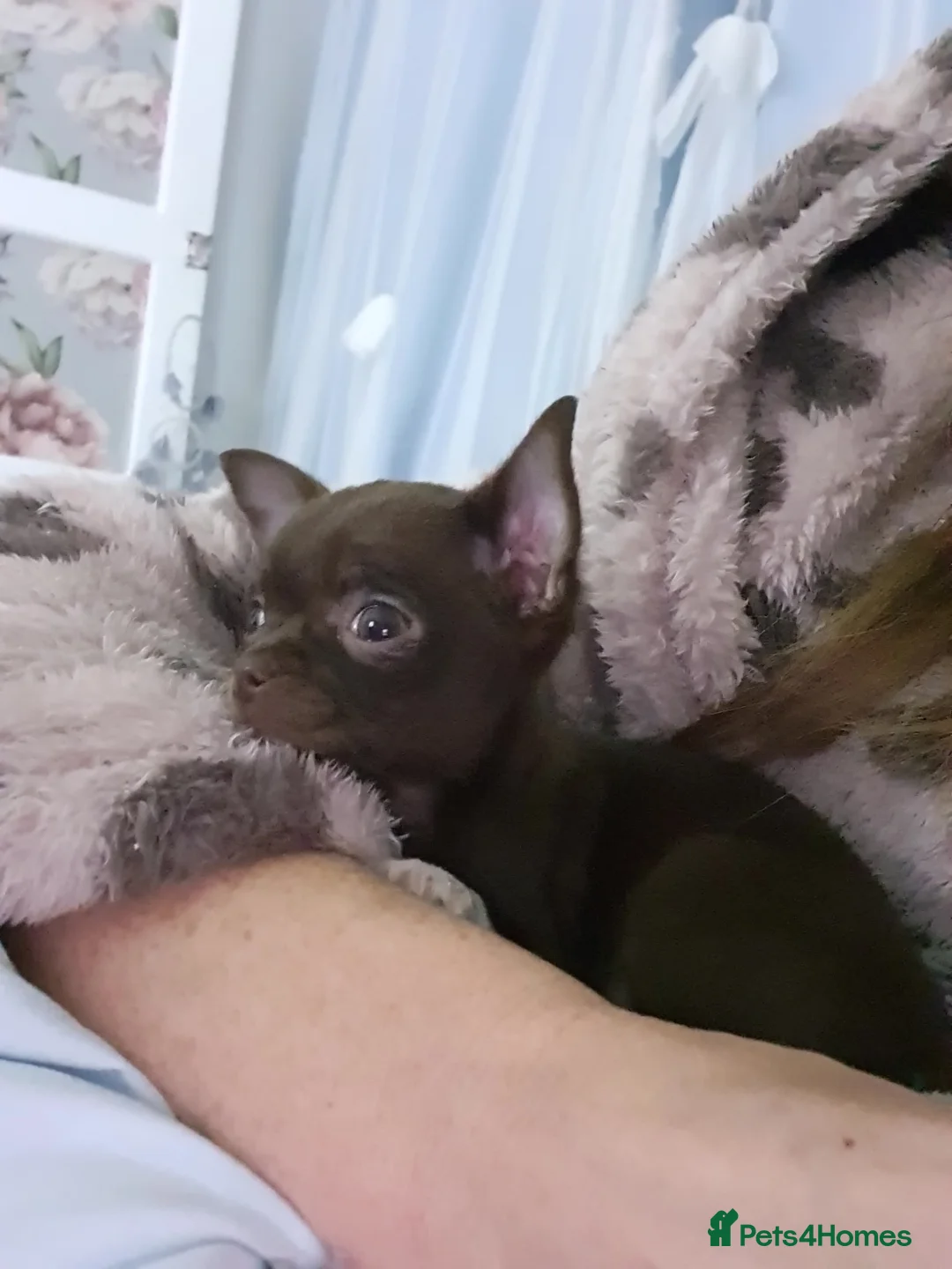 Chihuahua dogs for sale: Xx **  chihuahuas READY NOW.. - Advert 5