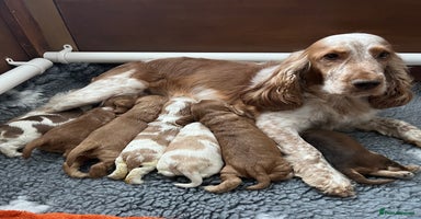 Cocker Spaniel dogs - Advert 7