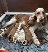 Cocker Spaniel dogs - Advert 1