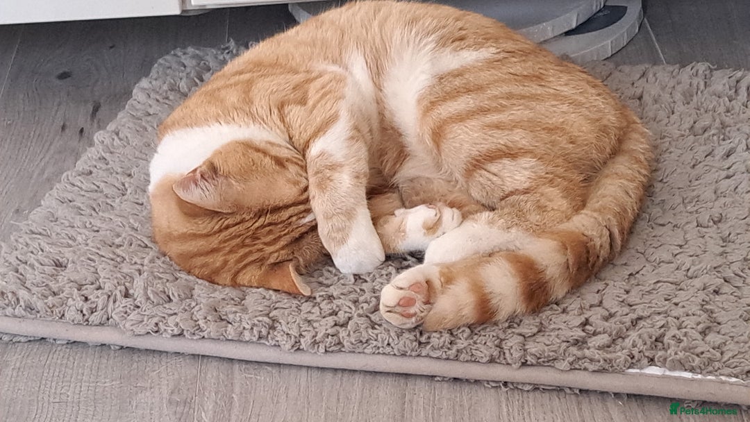 Domestic Shorthair cats for sale: Handsome Ginger Tom  - Image 3