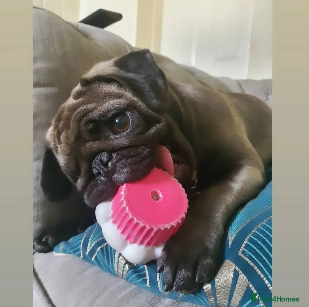 Pug dogs for sale: Pug looking for new home in Sutton Coldfield - Advert 1