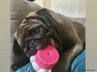 Pug dogs Pug looking for new home - Advert 1