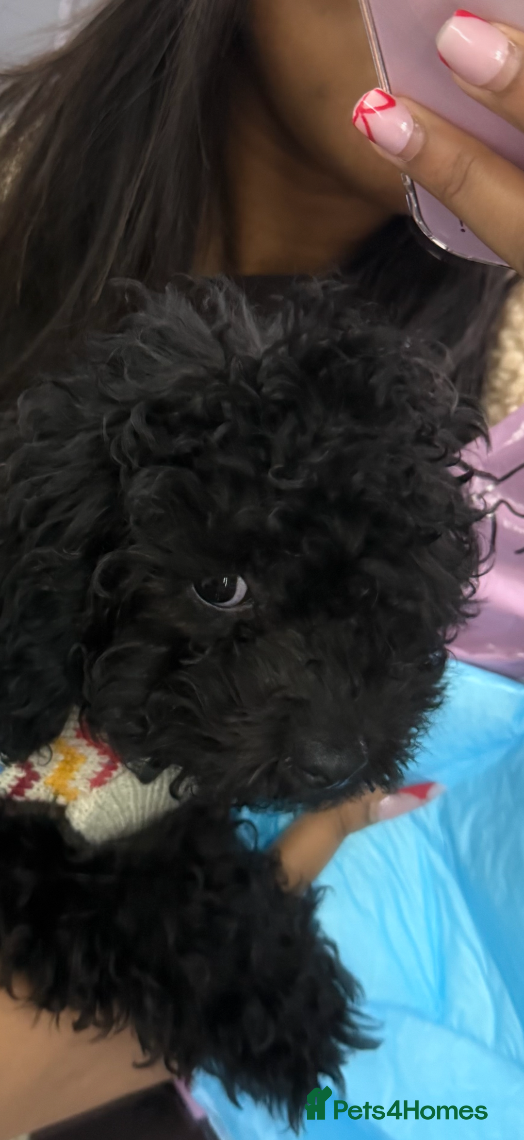 Cockapoo dogs for sale: Adorable Female Cockapoo Puppy for Sale - Advert 2