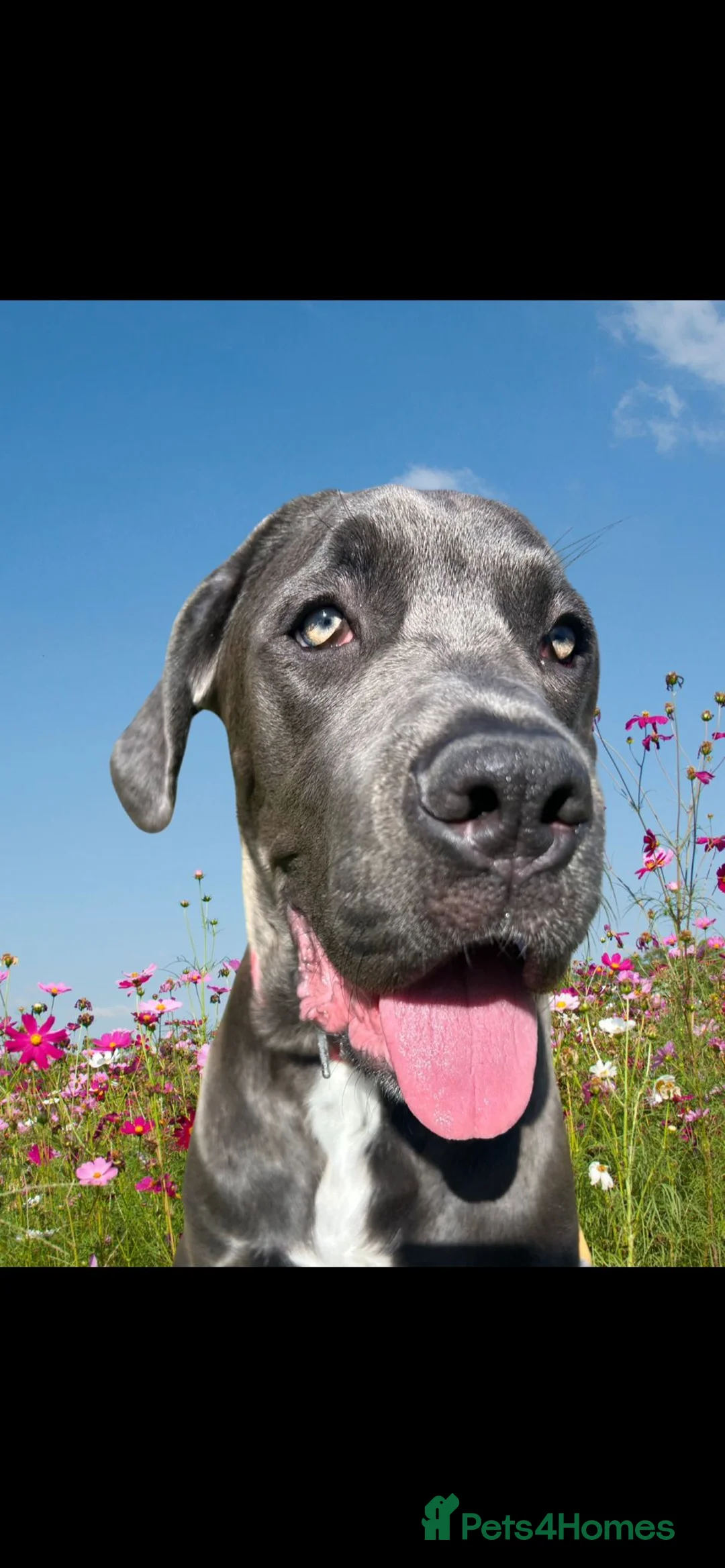 Cane Corso dogs for sale: 18 month cane corso female  - Advert 2