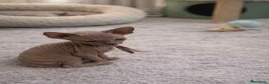 Sphynx Kitten 1
