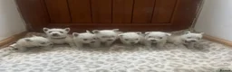 West Highland Terrier dogs for sale: West highland terrier puppies - Advert 4