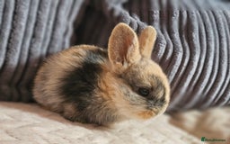 Harlequin rabbits for sale: 7 beautiful Harlequin bunnies looking for a new 🏡 - Image 30