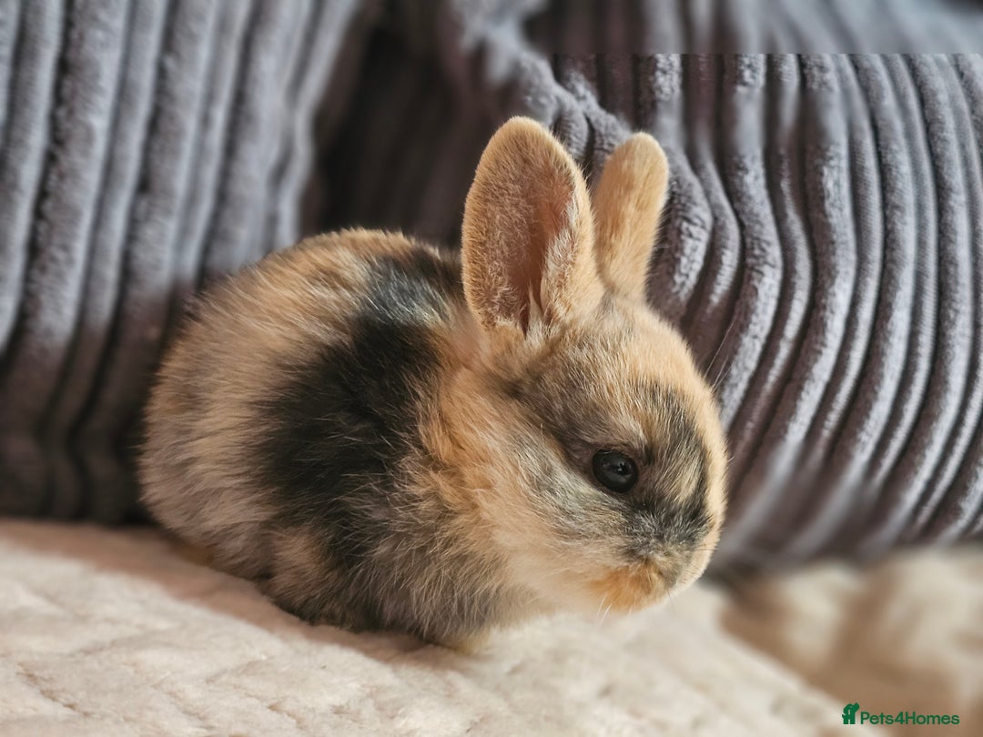 Harlequin rabbits for sale: 7 beautiful Harlequin bunnies looking for a new 🏡 - Image 30