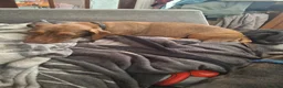 Dachshund dogs for sale: Dachshund  - Advert 1