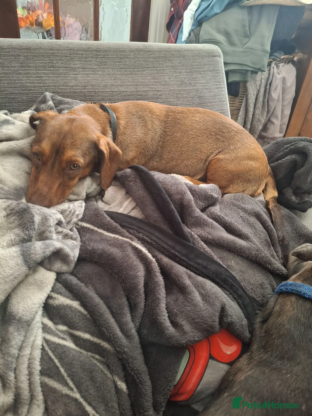 Dachshund dogs for sale: Dachshund  - Advert 1