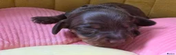 Miniature Dachshund dogs for sale: Beautiful kc registered miniature dachshund pups🐶 - Advert 5