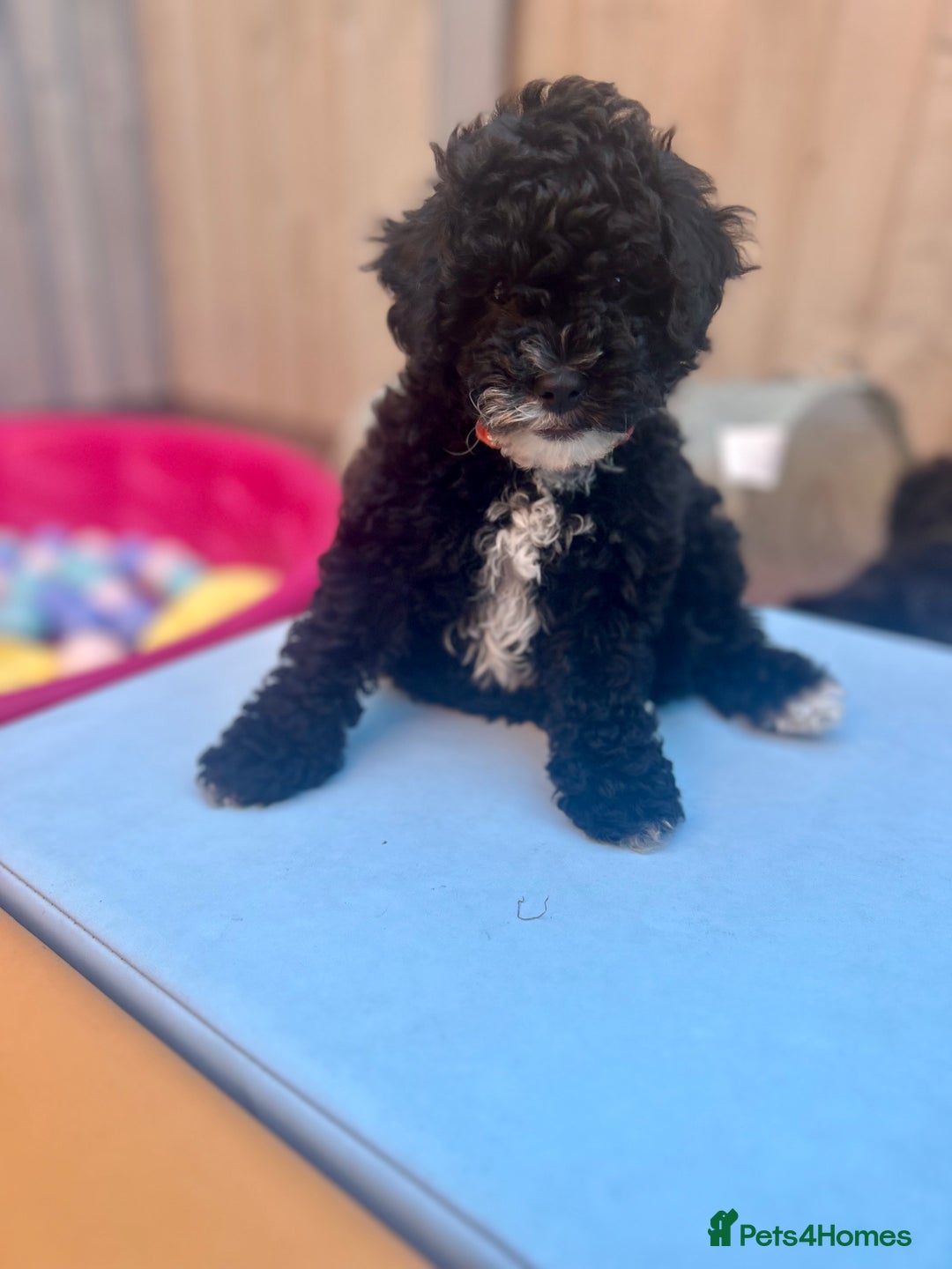 Maltipoo dogs for sale: Stunning F1b Toy Maltipoo puppies  in Bristol - Image 23