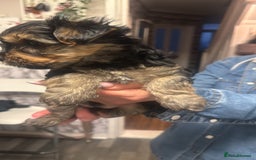 Yorkshire Terrier dogs for sale: YORKSHIRE TERRIER 2 BOYS  - Image 16