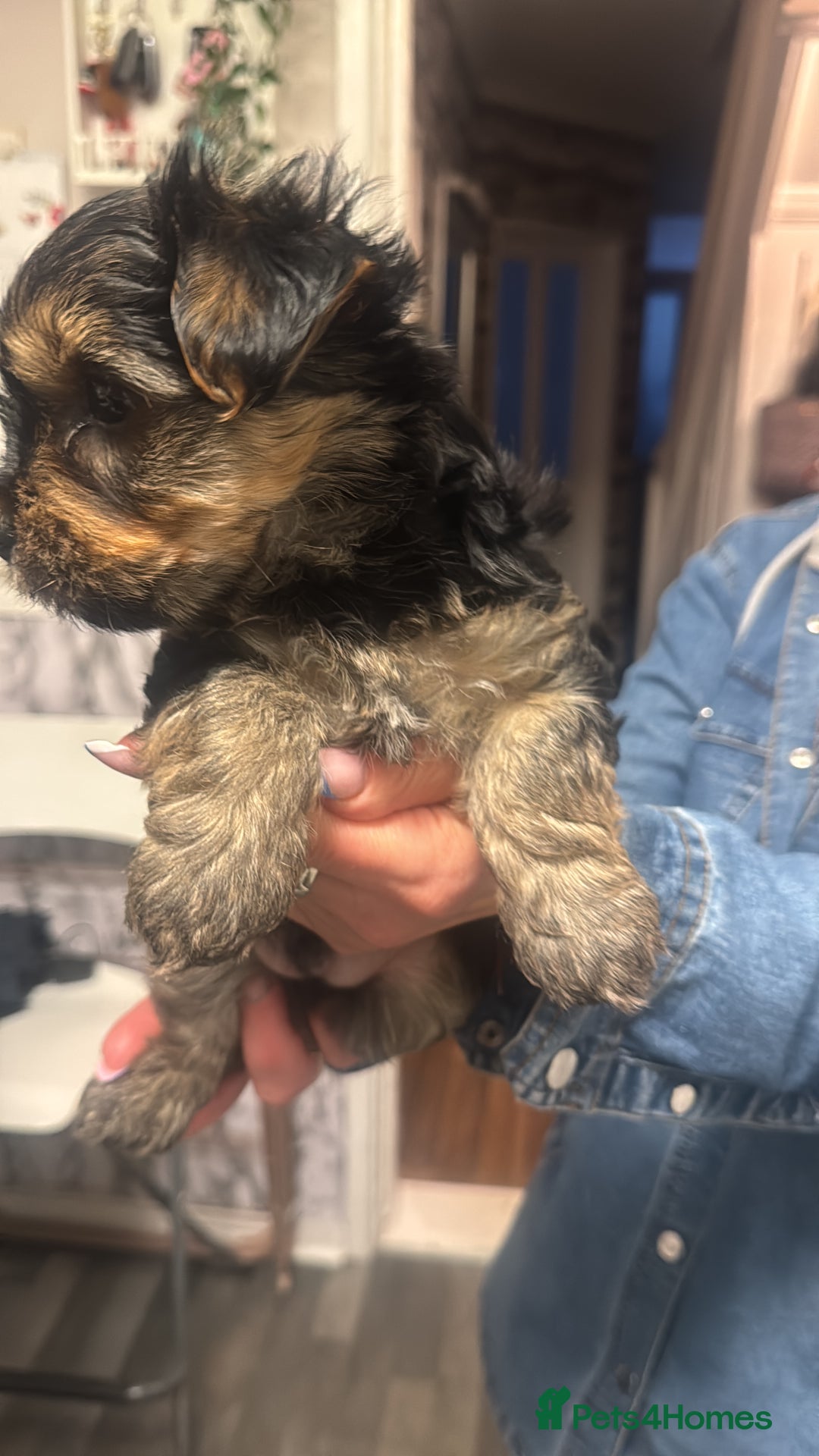 Yorkshire Terrier dogs for sale: YORKSHIRE TERRIER 2 BOYS  - Image 16