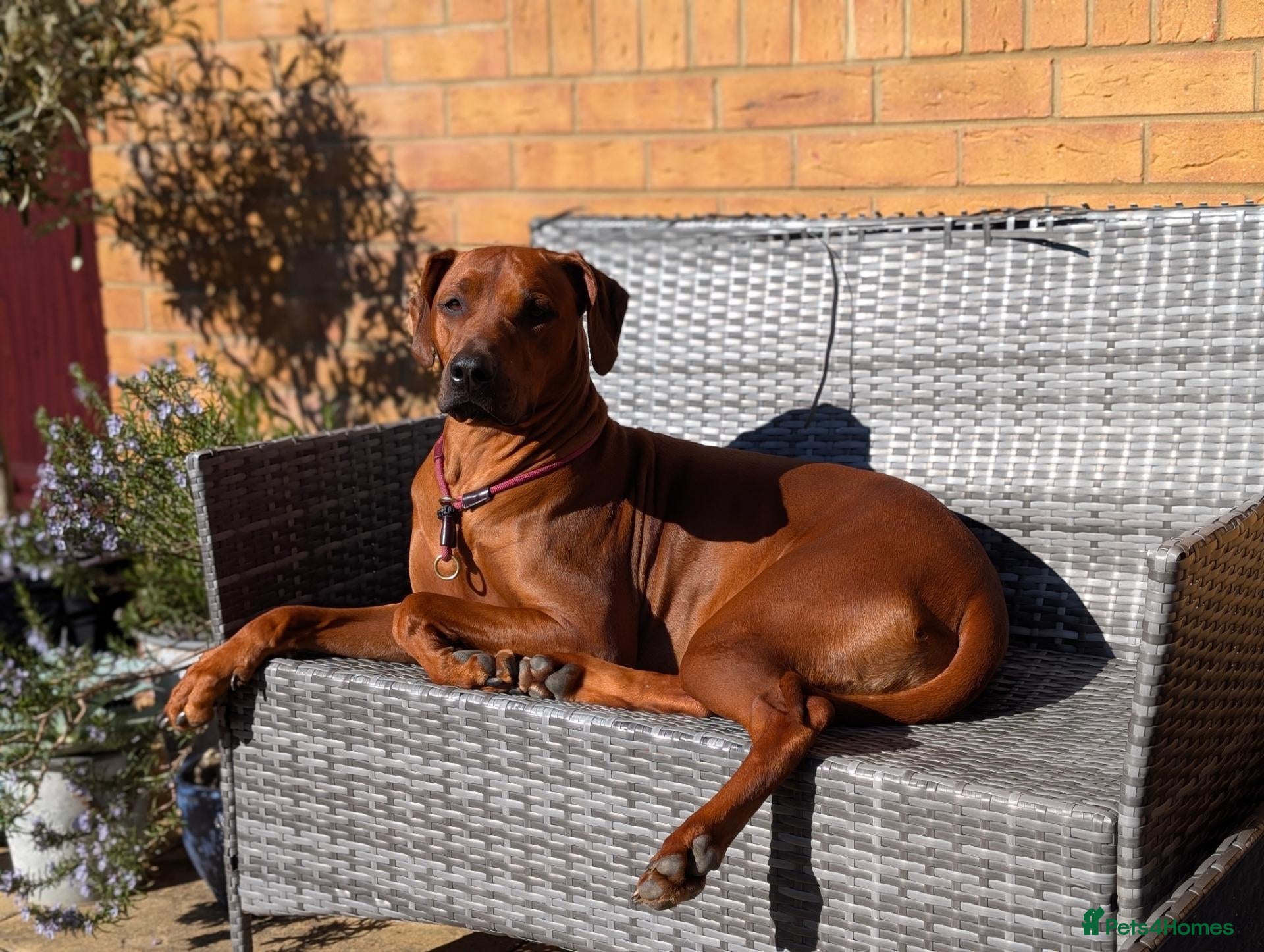 Rhodesian Ridgeback dogs Looking for a stud - Advert 1