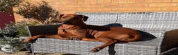 Rhodesian Ridgeback dogs for stud: Looking for a stud - Advert 1