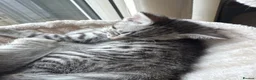 British Shorthair cats for sale: Beautiful litter of British shorthair cross  in Yeovil - Advert 8