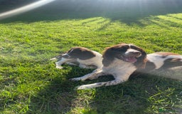 English Springer Spaniel dogs for sale: Working Springer Spaniel Pups - Image 4