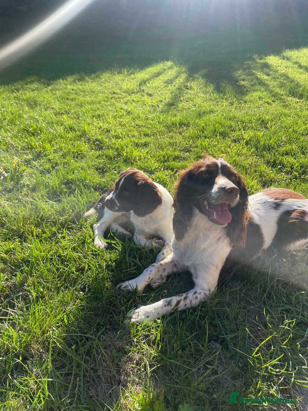 English Springer Spaniel dogs for sale: Working Springer Spaniel Pups - Image 4