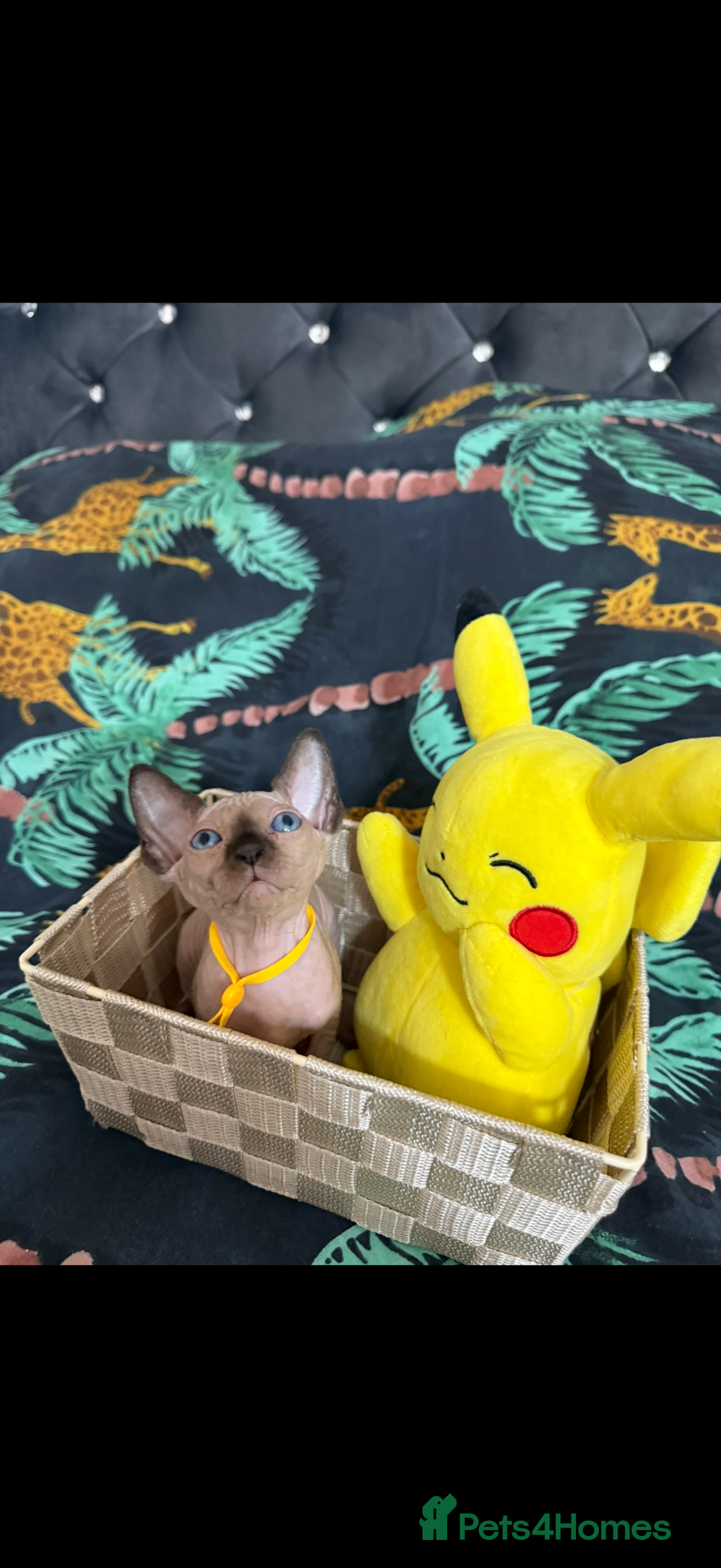 Sphynx cats for sale: Bald, bold elf blue eyes kittens  - Image 18