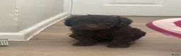 Cockapoo dogs for sale: Reduced! Fully health checked f2 Cockapoo puppy’s  - Advert 7