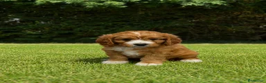 Cavapoochon 3