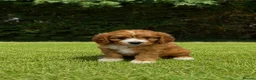 Cavapoochon dogs for sale: Beautiful Cavapoochon Puppies  - Advert 12