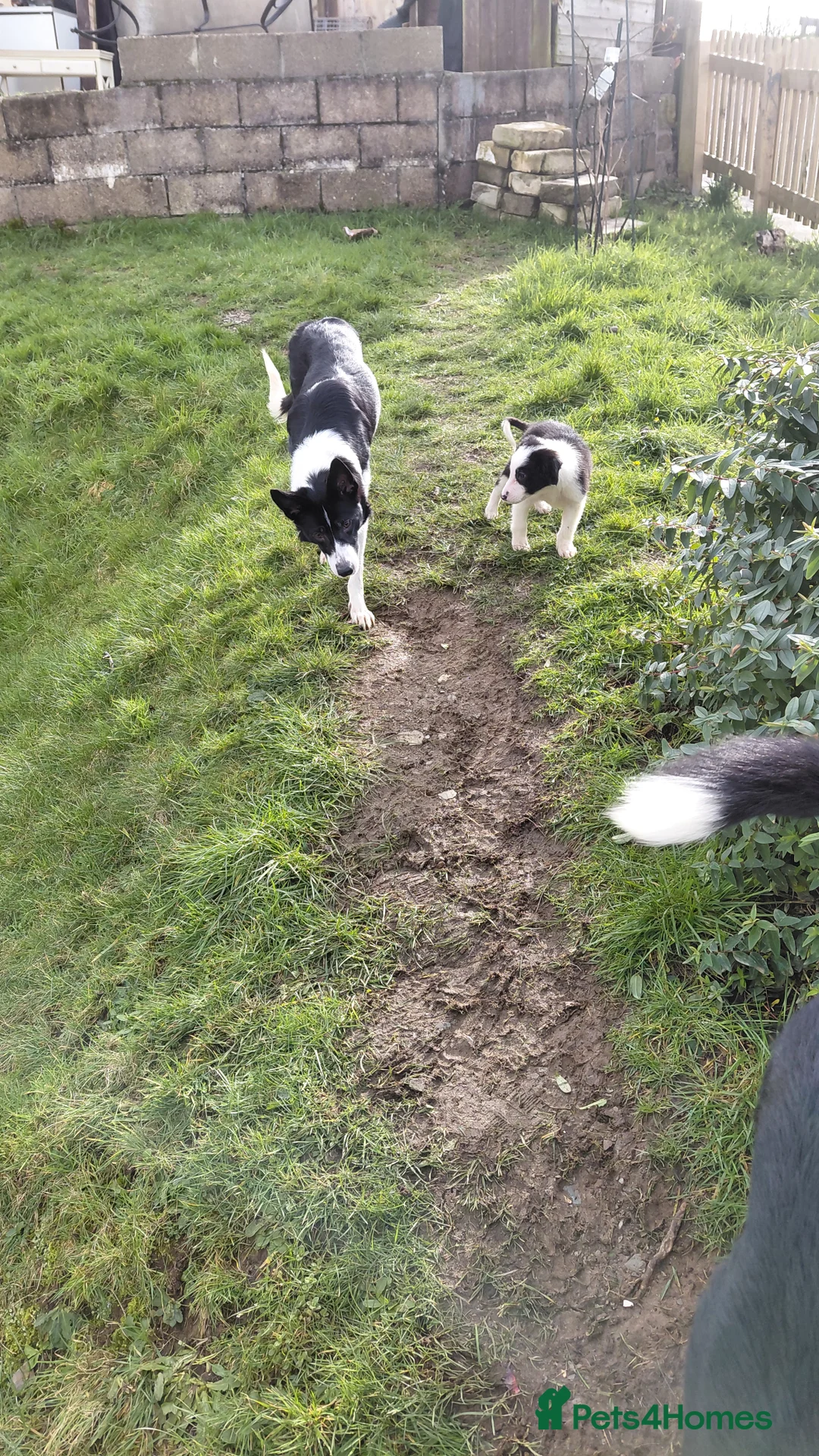 Border Collie dogs for sale: Border collie puppies tris + b/w - Advert 9