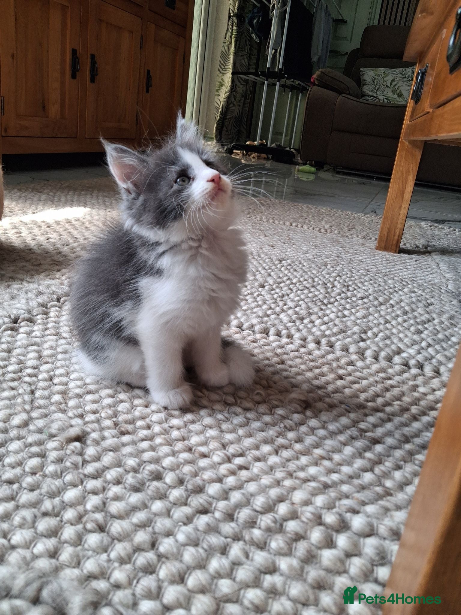 Maine Coon cats 🐾 **REDUCED Last Beautiful female left* 🐾 - Advert 15